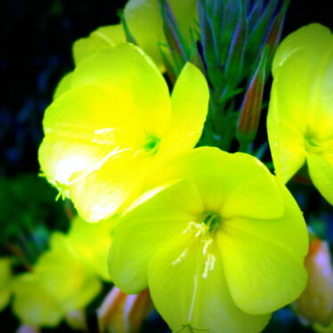 Sag’s durch die Blume!