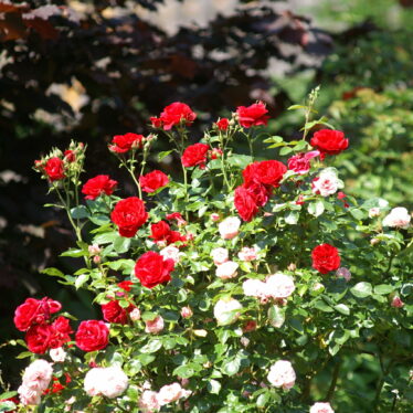 Wer will schon auf Rosen gebettet sein?