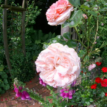 Schöne Rosen bei gebogener Welt.