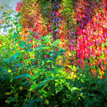 Wenn der Baum zu welken anfängt, tragen nicht alle seine Blätter die Farben des Morgenrots?