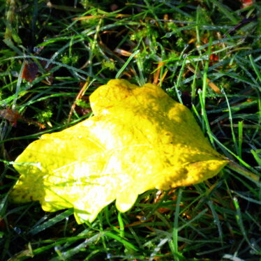 Der Frühling erneuet, der Sommer ernährt, der Herbst erfreuet, der Winter verzehrt.