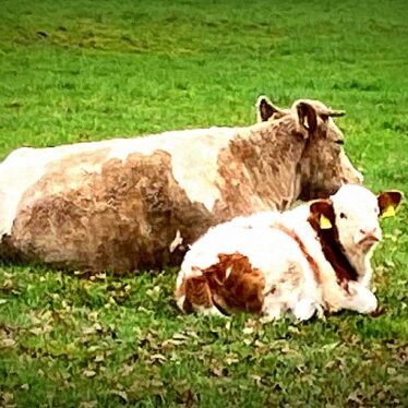 Auf alles scheint die Sonne. Immerzu und überall. Hier auf schöne Mutterkuh mit Kalb.