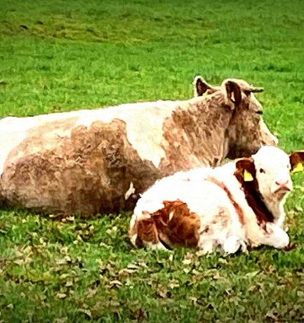 Auf alles scheint die Sonne. Immerzu und überall. Hier auf schöne Mutterkuh mit Kalb.