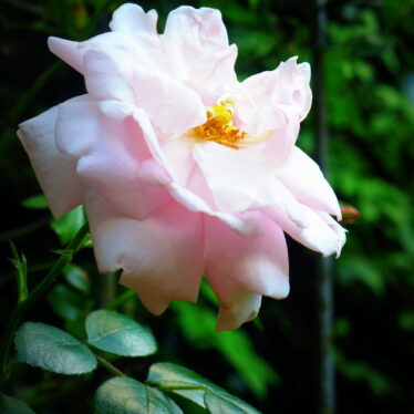 Was ist ein Name? Was uns Rose heißt, wie es auch hieße, würde lieblich duften.