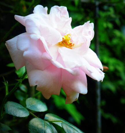 Was ist ein Name? Was uns Rose heißt, wie es auch hieße, würde lieblich duften.