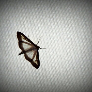 Like a butterfley …