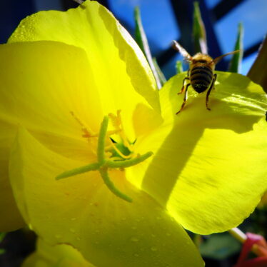 Sicher kommen Biene und Blume wieder zurück!