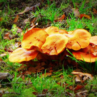 So wie der Pilz sich mit seinem Wurzelgeflecht in einer riesigen Bodenfläche unterirdisch ausdehnt, sollten sich Mädchen mit ihrer Art zu verantwortungsbewussten und sozial denkenden Menschen zum Wohle aller entwickeln dürfen! Sie warten darauf!
