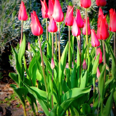 Die Tulpe umflattern Mensch und Getier