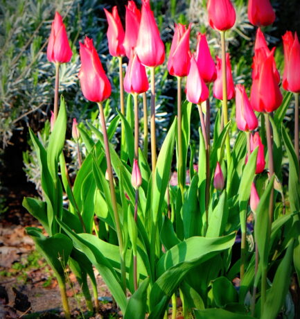 Die Tulpe umflattern Mensch und Getier