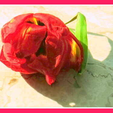 <strong>Es wird mit Blut kein fester Grund gelegt, kein sicheres Leben schafft uns Andrer Tod.</strong>