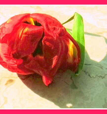 <strong>Es wird mit Blut kein fester Grund gelegt, kein sicheres Leben schafft uns Andrer Tod.</strong>
