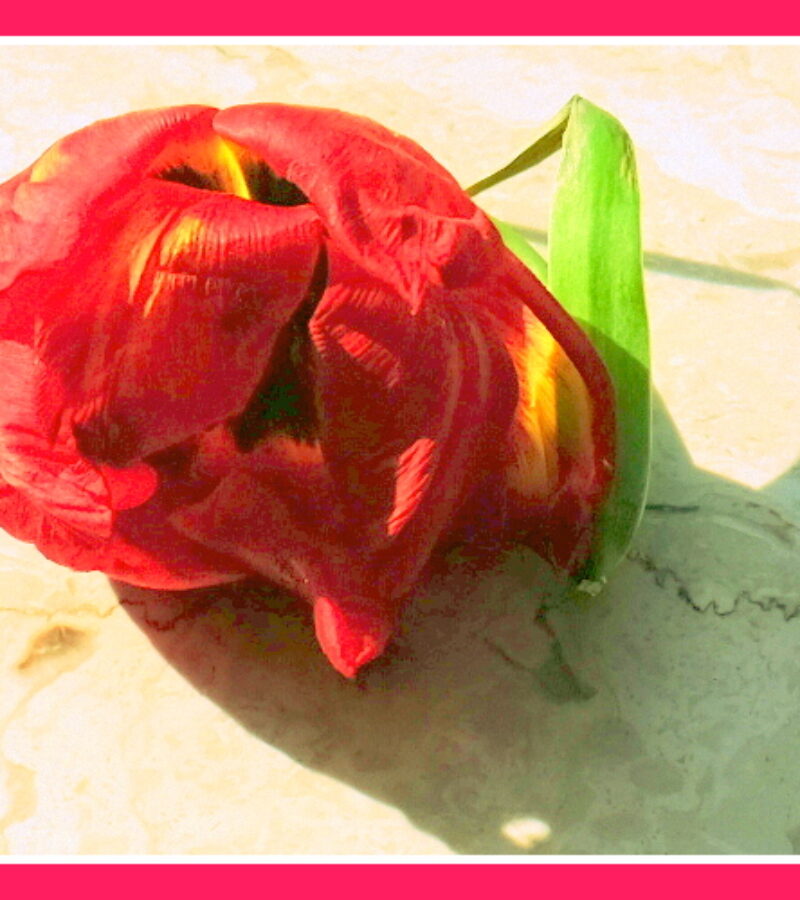 <strong>Es wird mit Blut kein fester Grund gelegt, kein sicheres Leben schafft uns Andrer Tod.</strong>