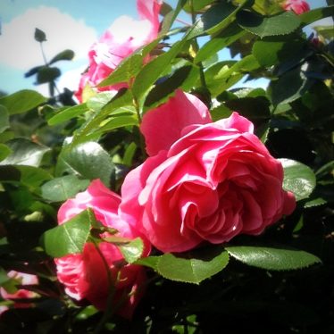 Blumen haben nur den Wert, denen man ihnen verleiht. Oder: Eine Rose bleibt eine Rose.