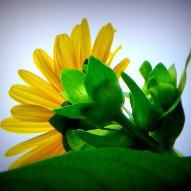 Diese Blüte thront auf zwei Meter.