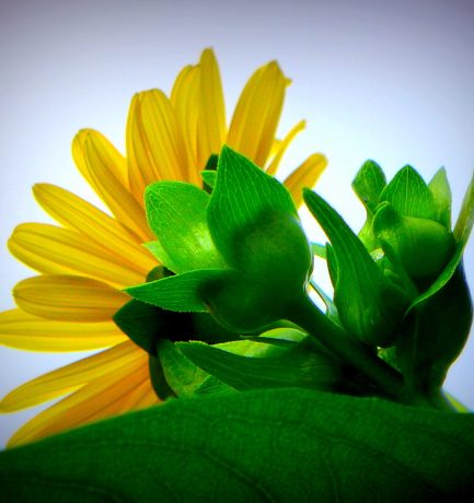 Diese Blüte thront auf zwei Meter.