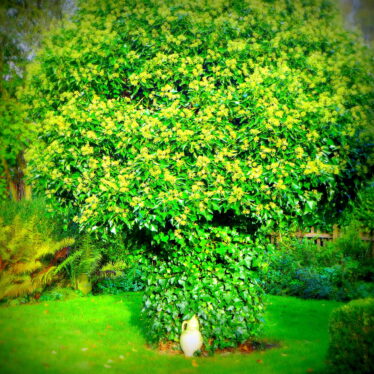 Gartenarchitekten raten, einen Efeubaum zu pflanzen