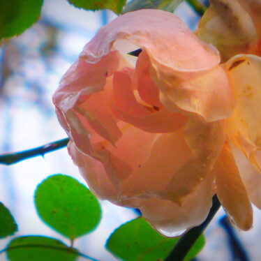 Die Rose, zu jeder Jahreszeit und in jedem Zustand eine Schönheit.