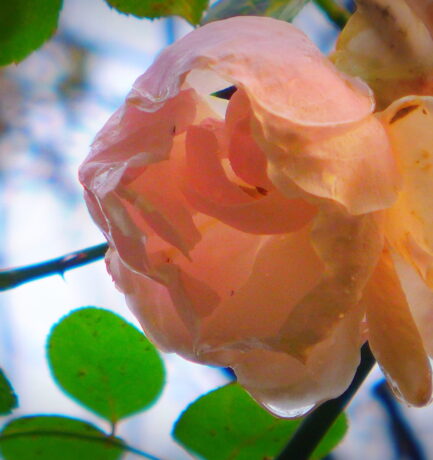 Die Rose, zu jeder Jahreszeit und in jedem Zustand eine Schönheit.