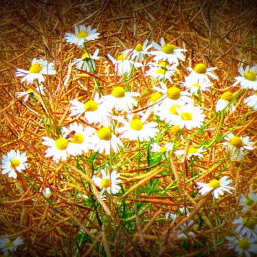 Überall Sonne