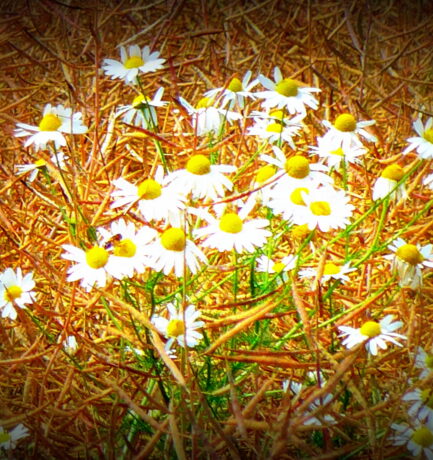 Überall Sonne