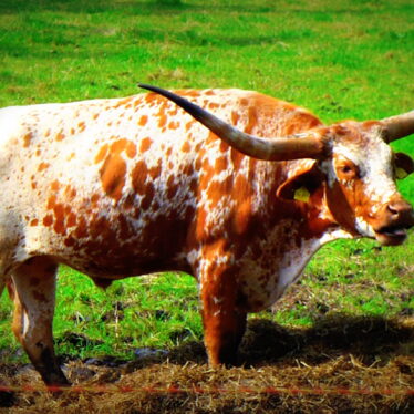 Awesome things will happen today if you choose not to be a miserable cow!