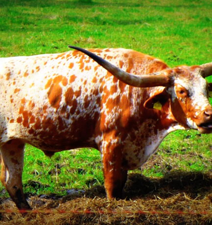 Awesome things will happen today if you choose not to be a miserable cow!