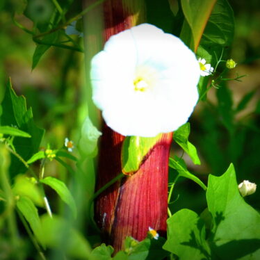 „Niemand sieht eine Blume – wirklich – sie ist so klein, dass sie Zeit braucht –