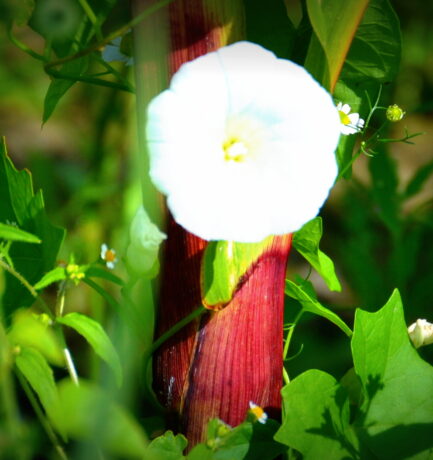„Niemand sieht eine Blume – wirklich – sie ist so klein, dass sie Zeit braucht –