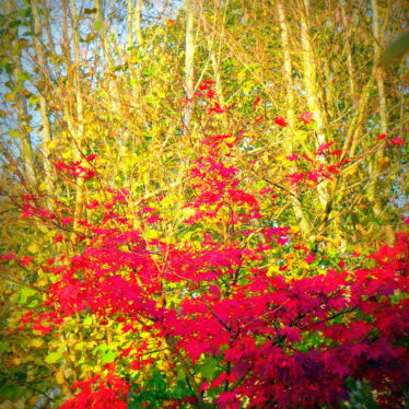Die Natur verändert ihr Aussehen im Herbst