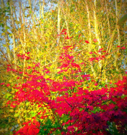 Die Natur verändert ihr Aussehen im Herbst