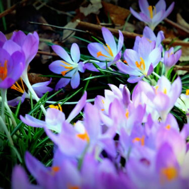Blaue Sterntaler sind gelandet
