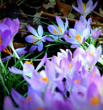 Blaue Sterntaler sind gelandet