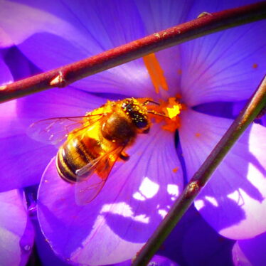 Fotografierte Blumen duften nicht & Bienen summen nicht. Dagegen muss man was tun!