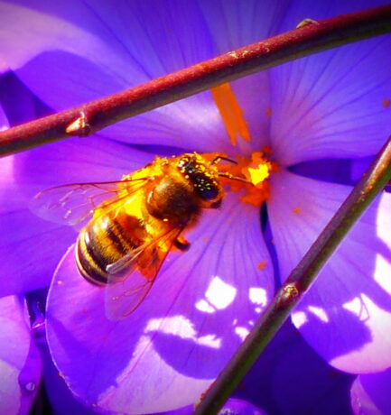 Fotografierte Blumen duften nicht & Bienen summen nicht. Dagegen muss man was tun!