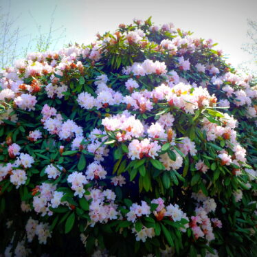 Wenn der Rhodo selbst sich schmückt, schmückt er auch den Garten.