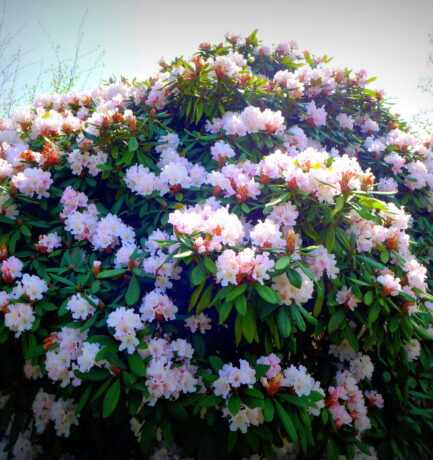 Wenn der Rhodo selbst sich schmückt, schmückt er auch den Garten.