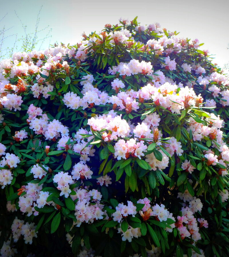Wenn der Rhodo selbst sich schmückt, schmückt er auch den Garten.