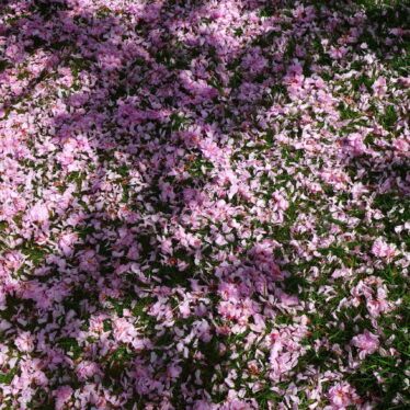 Hanami (花見)