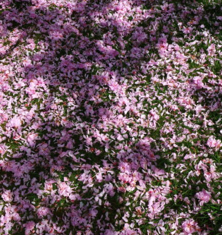 Hanami (花見)