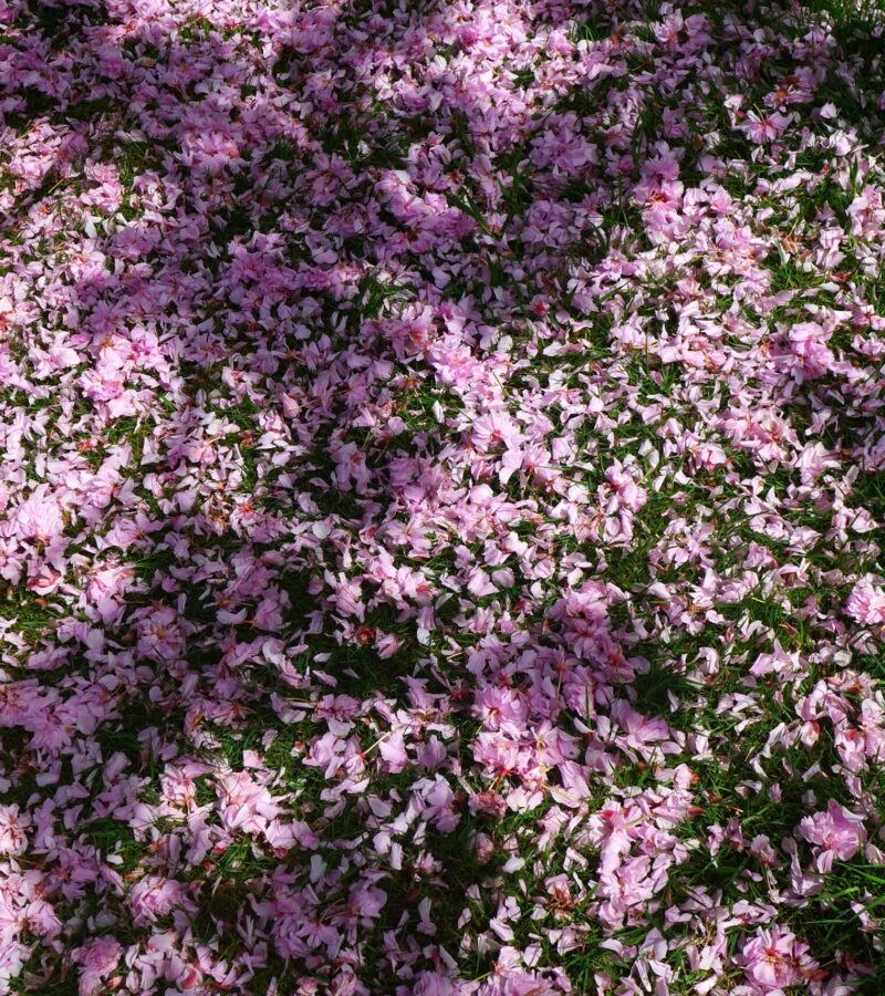 Hanami (花見)