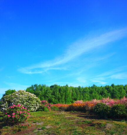 Pontischer Rhodo, ein Symbol der Leidenschaft und Liebe