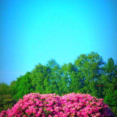 Der Rhodo, Symbol der Leidenschaft und Liebe