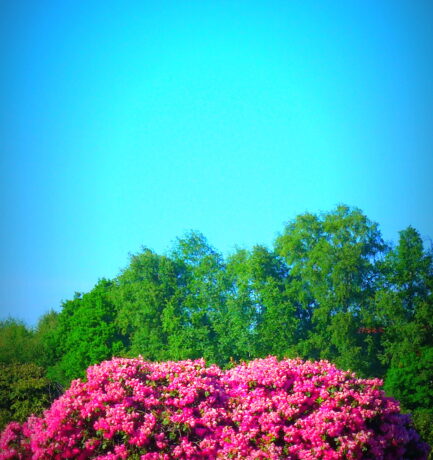 Der Rhodo, Symbol der Leidenschaft und Liebe