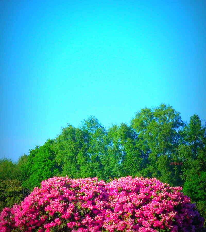 Der Rhodo, Symbol der Leidenschaft und Liebe