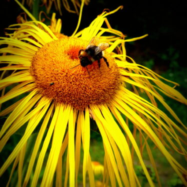 Die Natur ist ein Meister