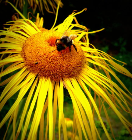 Die Natur ist ein Meister