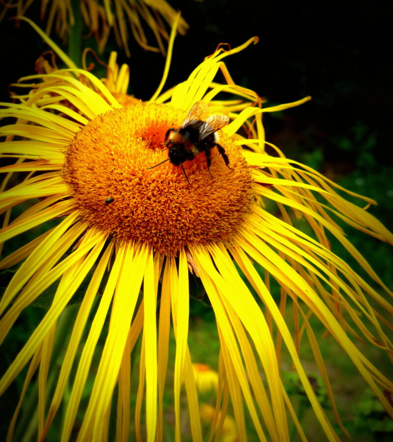 Die Natur ist ein Meister