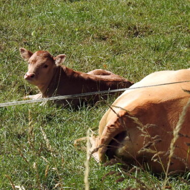 Immer wieder: Kalb oder Kuh?