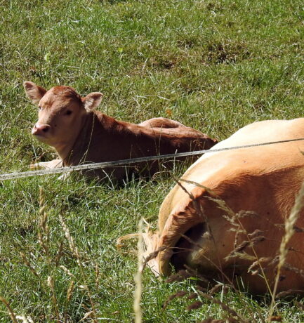 Immer wieder: Kalb oder Kuh?